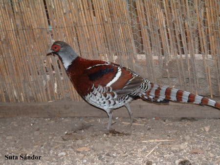 Elliot fácán kakas